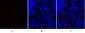 SNAI 1 Polyclonal Antibody