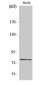 SnoN Polyclonal Antibody