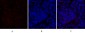 SOCS-1 Polyclonal Antibody