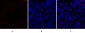 SOCS-1 Polyclonal Antibody