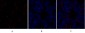 Sox-9 Polyclonal Antibody