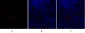 Sox-9 Polyclonal Antibody