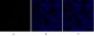 Sox-9 Polyclonal Antibody