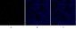 Sox-9 Polyclonal Antibody