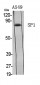 Sp1 Polyclonal Antibody