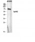 SphK2 Polyclonal Antibody