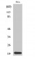 SRp20 Polyclonal Antibody