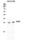 SRp20 Polyclonal Antibody