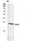 SRp20 Polyclonal Antibody