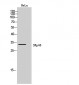 SRp46 Polyclonal Antibody