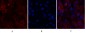Stat1 Polyclonal Antibody