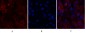 Stat1 Polyclonal Antibody