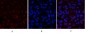 Stat1 Polyclonal Antibody