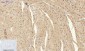 Stat1 Polyclonal Antibody