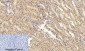 Stat1 Polyclonal Antibody