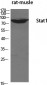 Stat1 Polyclonal Antibody