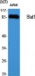 Stat1 Polyclonal Antibody