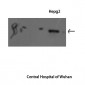 Stat1 Polyclonal Antibody