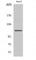 Stat2 Polyclonal Antibody
