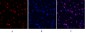 Stat3 Polyclonal Antibody