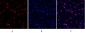 Stat3 Polyclonal Antibody