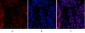 Stat3 Polyclonal Antibody