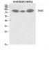 Stat3 Polyclonal Antibody