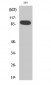 Stat5a Polyclonal Antibody