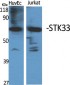 STK33 Polyclonal Antibody
