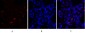 Survivin Polyclonal Antibody
