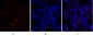 Survivin Polyclonal Antibody