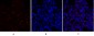 Survivin Polyclonal Antibody