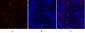 Survivin Polyclonal Antibody