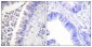 Syk Polyclonal Antibody