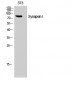 Synapsin I Polyclonal Antibody