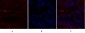 Synapsin I Polyclonal Antibody