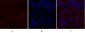 Synapsin I Polyclonal Antibody