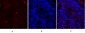 Synapsin I Polyclonal Antibody