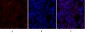 Synapsin I Polyclonal Antibody