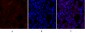 Synapsin I Polyclonal Antibody