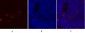 Synapsin I Polyclonal Antibody