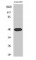 Synaptotagmin XI Polyclonal Antibody
