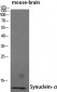 Synuclein-α Polyclonal Antibody