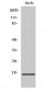 Synuclein-α Polyclonal Antibody