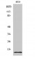 Synuclein-γ Polyclonal Antibody