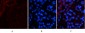 Tak1 Polyclonal Antibody