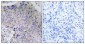 Tau Polyclonal Antibody