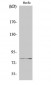 Tau Polyclonal Antibody