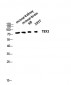 TBX3 Polyclonal Antibody