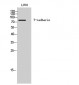 T-cadherin Polyclonal Antibody